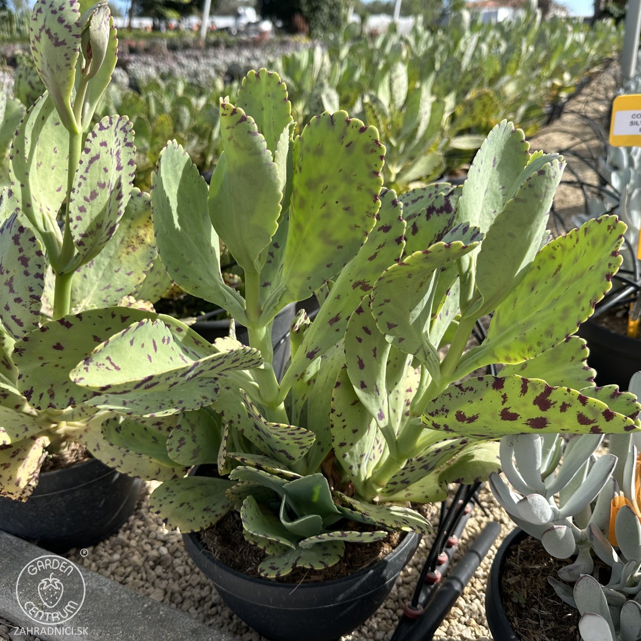 Obrázok Kalanchoe mramorovaná (Kalanchoe marmorata) - výška 15-20 cm, ⌀ 30-35 cm, kont.C5L